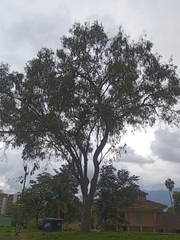 Eucalyptus globulus