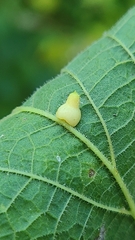 Celticecis pyriformis