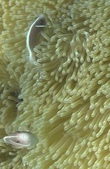 Amphiprion perideraion