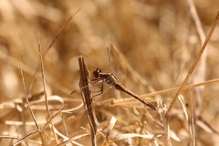 Erythrodiplax nigricans
