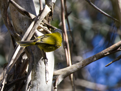 Nesoptilotis leucotis