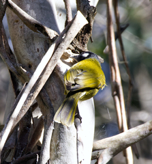 Nesoptilotis leucotis