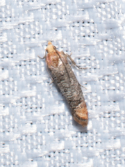 Ofatulena duodecemstriata