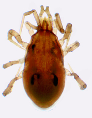Parasitidae