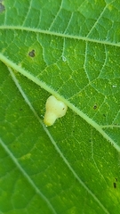 Celticecis pyriformis