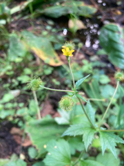 Geum macrophyllum