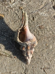 Triplofusus giganteus