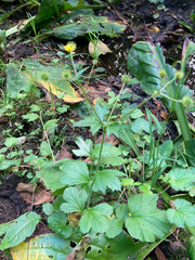 Geum macrophyllum