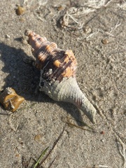 Triplofusus giganteus