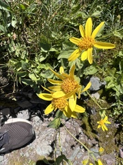 Arnica latifolia