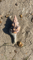 Triplofusus giganteus