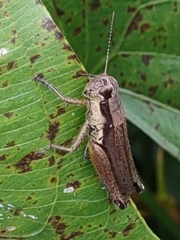 Paroxya clavuligera