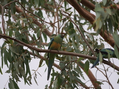 Barnardius zonarius barnardi