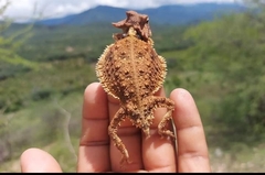 Phrynosoma braconnieri