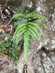 Arachniodes aristata