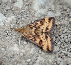 Pyrausta