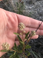 Ceanothus herbaceus