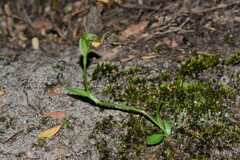 Pterostylis foliata