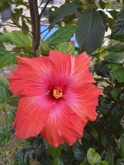 Hibiscus