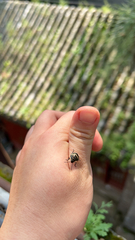 Poecilocoris lewisi