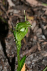 Pterostylis foliata