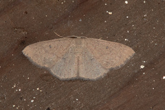 Cyclophora dataria