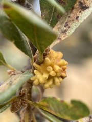 Burnettweldia corallina