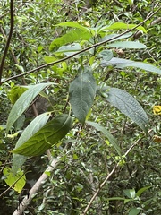 Clerodendrum cyrtophyllum