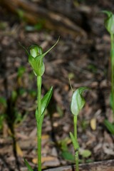 Pterostylis foliata