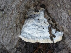 Trametes suaveolens