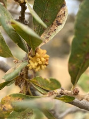 Burnettweldia corallina