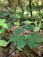 Tiarella trifoliata