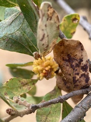 Burnettweldia corallina