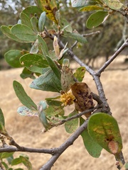 Burnettweldia corallina