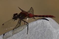 Sympetrum pallipes