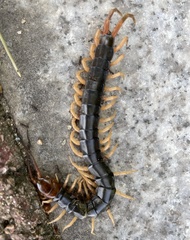 Scolopendra mutilans