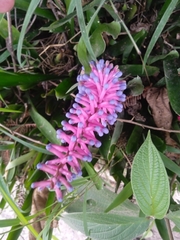 Aechmea gamosepala