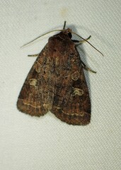 Diarsia rubifera