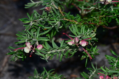 Grevillea lanigera