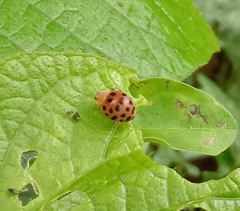 Henosepilachna vigintioctopunctata