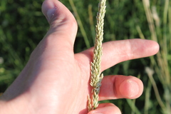 Tridens albescens