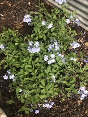 Plumbago auriculata