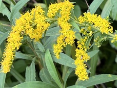 Solidago gigantea
