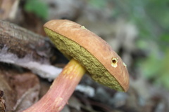 Hemileccinum rubropunctum