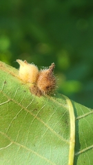 Caryomyia ansericollum