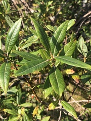 Salix eriocephala