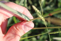Tridens albescens