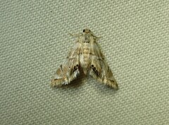 Eoparargyractis plevie