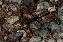 Sympetrum pallipes