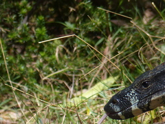 Varanus varius